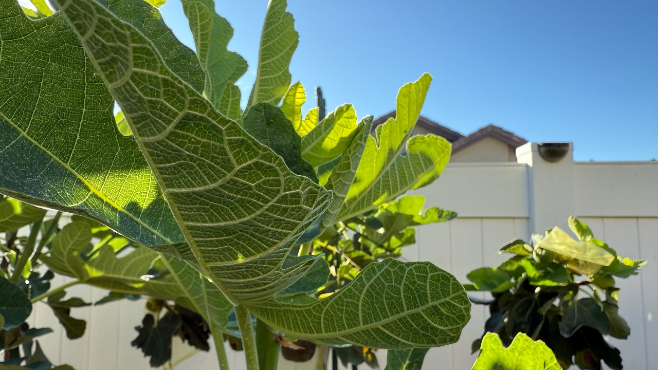 Tips for 1st year Fig Growers, Let's compare our September Fig Trees