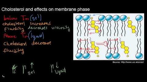 lecture 17 part 2 (Transition temperature, cholesterol, membrane diffusion)