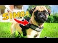 Mein Mops Simba! | Mexify - (Hunde Vlog #1)