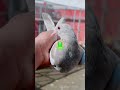 Anantnag pigeons #new #trending #video #reels #viral #amazing #vlogs #youtubeshorts #shorts #pigeon