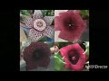 Стапелия- Гуэрния Цветут🙊 Stapelia- Huernia Blooming