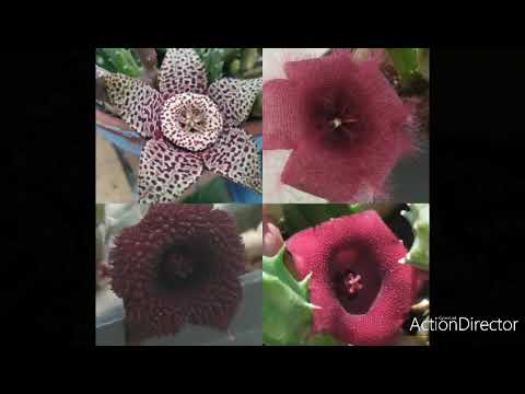 Video: Stapelia - En Smuk Og Original Saftig Plante Vil Dekorere Din Vindueskarm