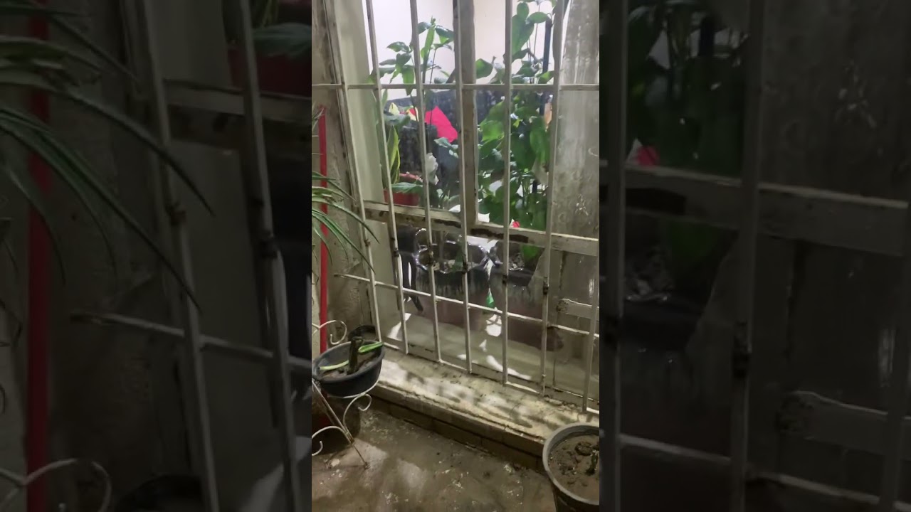 مساء الورد والياسمين