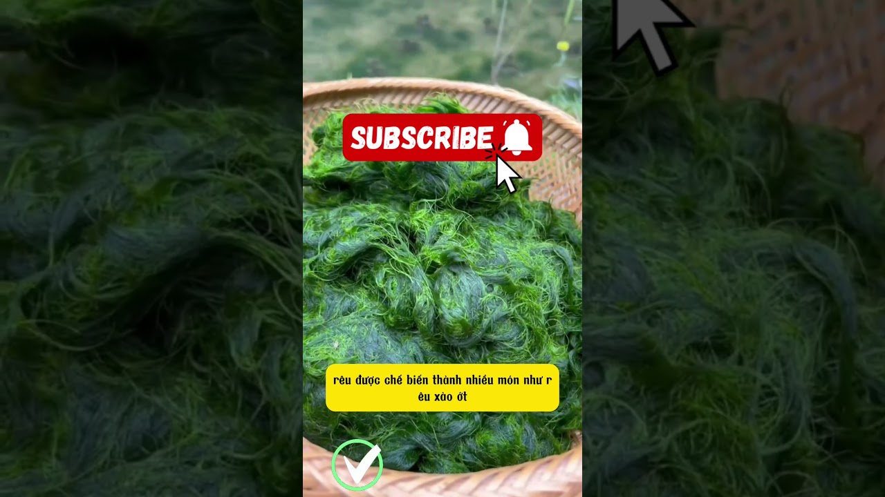 Rêu sông ngon bổ dưỡng món đặc sản Vân Nam