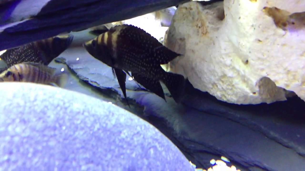 black mirror season 5 New wild caught adult calvus pair