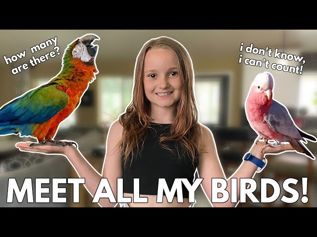 Meet ALL My Birds! class=