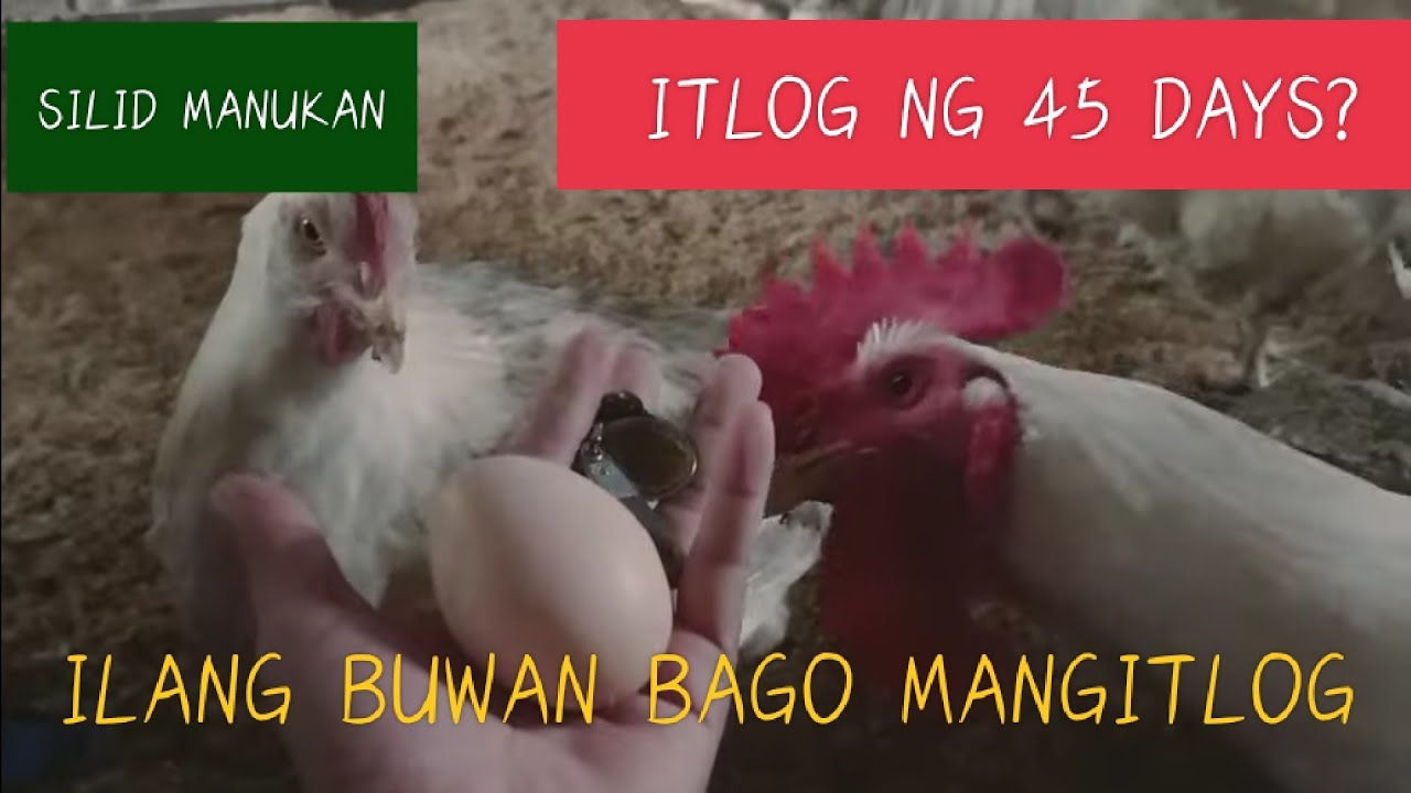 45 days: Ilang buwan ba Bago mangitlog?