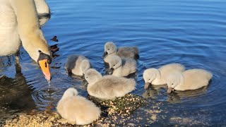 Mute Swan Perance, keep geese away from their 7 cygnets while having seeds 2nd June