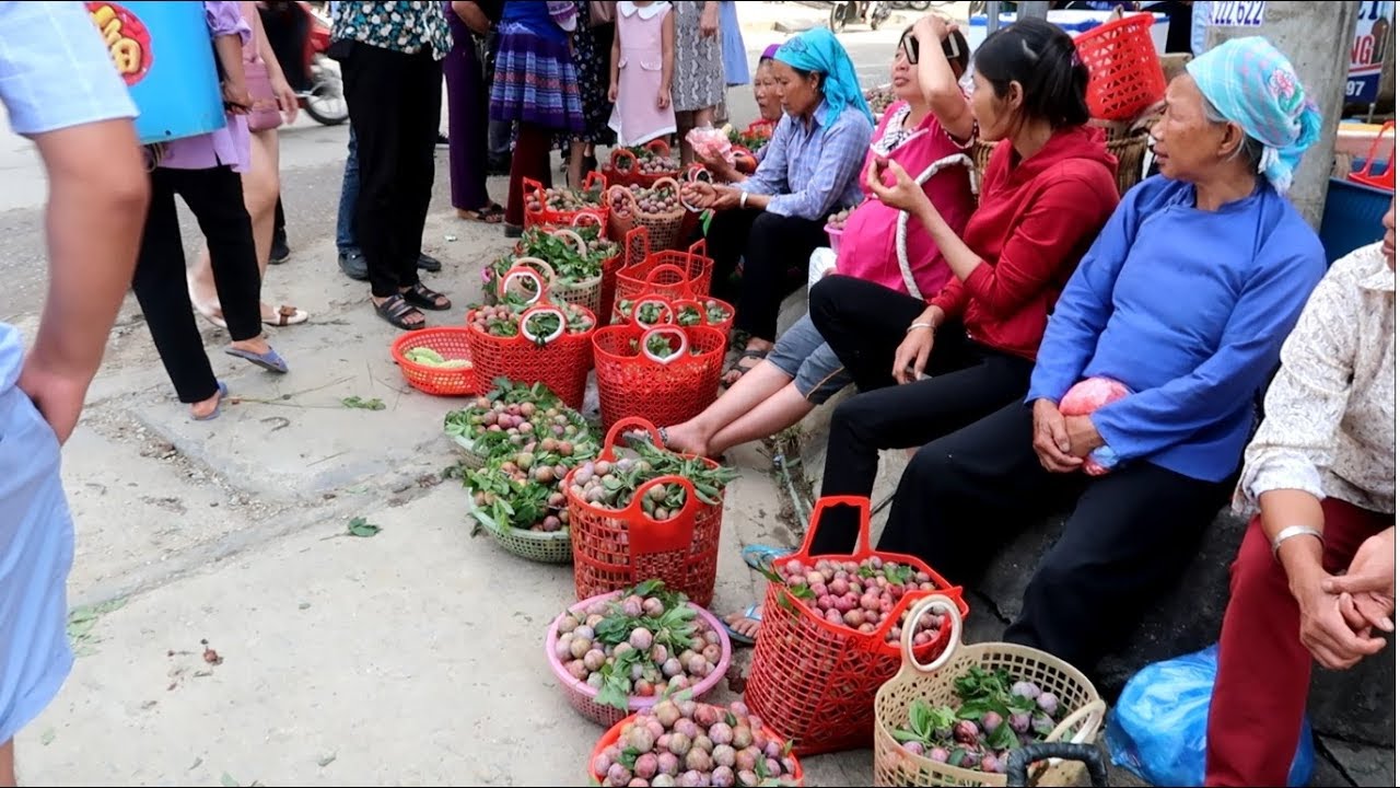 mận hà nội bán ở đâu tphcm Update Chợ Mận Bắc Hà Nơi Bán Nhiều Mận Nhất Tây Bắc Chợ Phiên Hấp Dẫn Nhất Việt Nam !