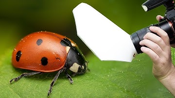 Pope Shield Macro Photography Diffuser Review