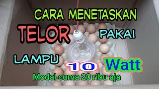 cara menetaskan telur ayam dengan kardus bekas tanpa listrik, berhasil 100%(@ejt channel)