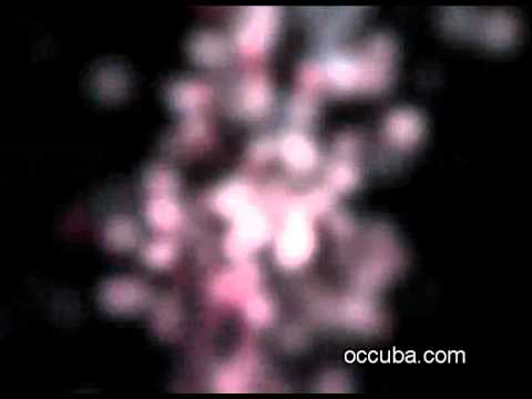 Шампуни для сухих волос от NL International