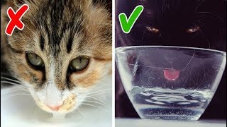 10 Alimentos que você nunca deve dar ao seu gato por mais que ele Peça
