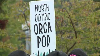 Washington Orca Task Force to Write Blueprint to Save Dying Species