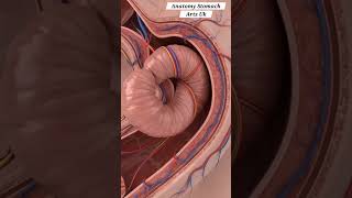 Whe Is Trapped In Yhe Gut  Colon | Gut Health | Anatomy Stomach Arts Uk