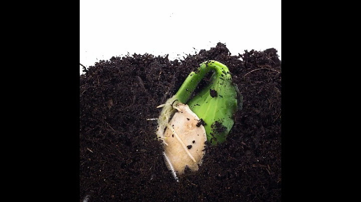LINDO VÍDEO GERMINAÇÃO (DESENVOLVIMENTO DA SEMENTE)
