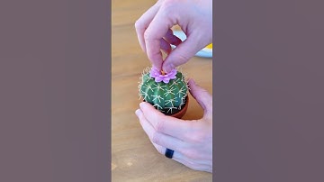 Thumbnail of Can you eat Cactus?