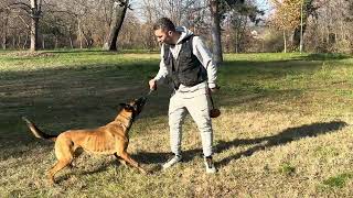 Belgian Malinois Obedience Training | IGP Preparation for Level 2 & 3