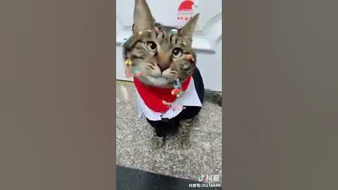 Video 1394851: oriental shorthair cat, american shorthair cat, tonkinese cat somali, korat cat, cat turkish, shorthair brown, somali cat havana