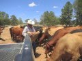 Cattle rustling on the rise in texas