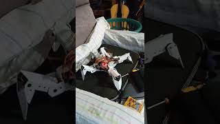 Pi-crawler, robot bio-inspirado