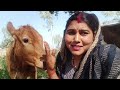 Small Dairy farm || Anjana Pashupalan & Dairy Introduced of animal || Pashu Parichaya || Dairy