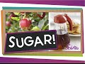 Where Does Sugar Come From? | Science for Kids