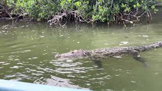 "Parque Natural de la Reserva Río Lagartos en Yucatán. Flamencos, cocodrilos, águilas y gaviotas. Ve
