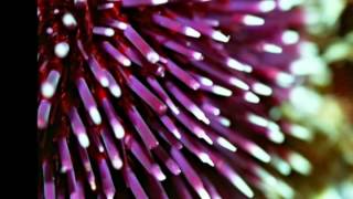 Bodrum.wmv