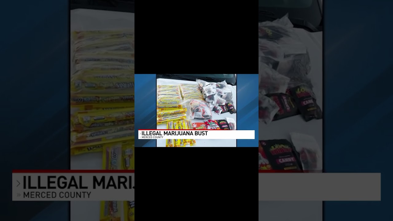 Huge pot bust leads to 700 plants, hundreds of pounds of marijuana in Merced County