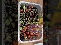 Beef Back RIbs #bbq #ribs #smokedribs #recipes