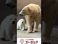 【ズーラシア公式】ホッキョクグマの赤ちゃん 2月13日(87日齢)~2月15日(89日齢)の様子 #shorts
