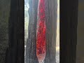 Trees explode?! no one told me that.....#shorts #viral #trees