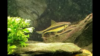 S.A.E. Are Still Good For Algae Control After Growing Big