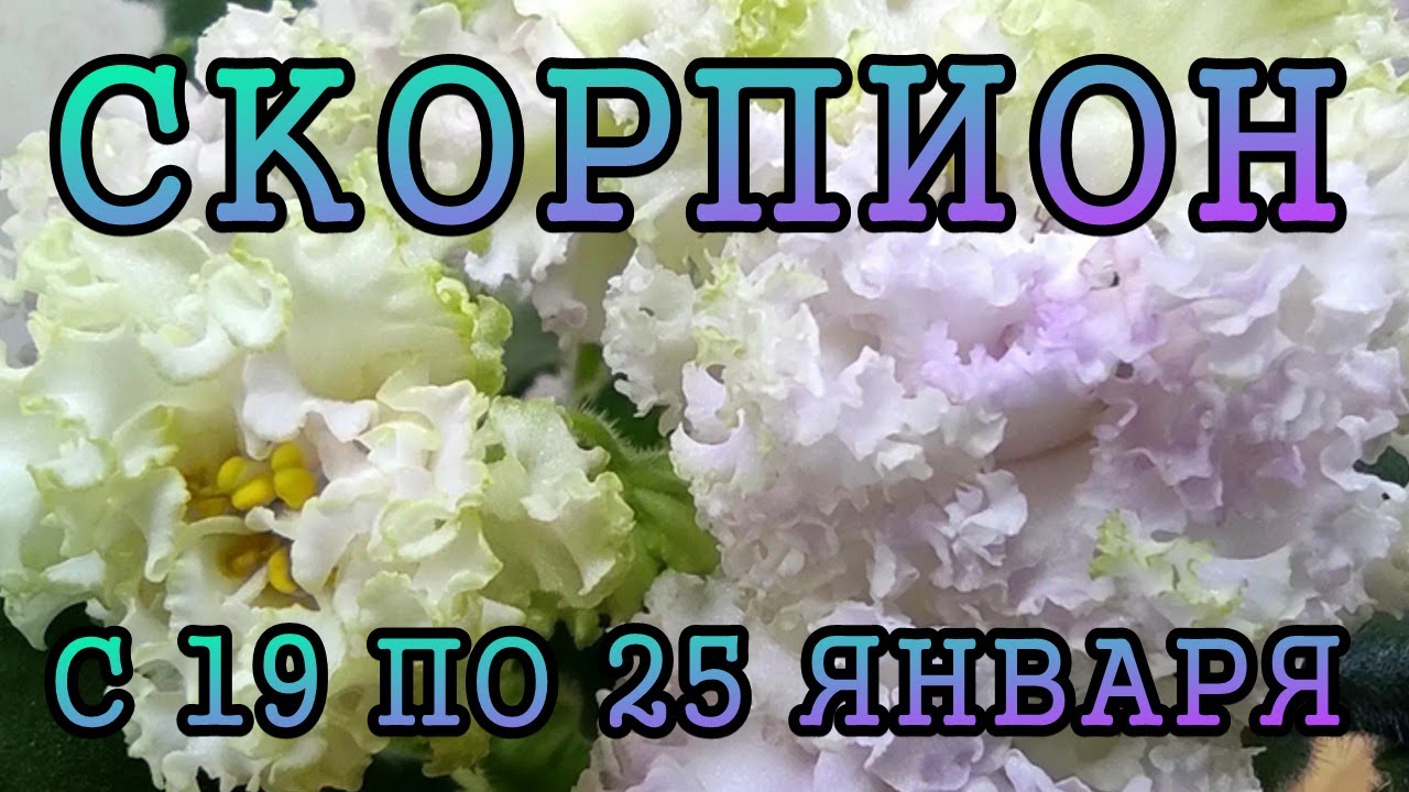 СКОРПИОН таро прогноз на неделю с 19 по 25 ЯНВАРЯ 2026 года