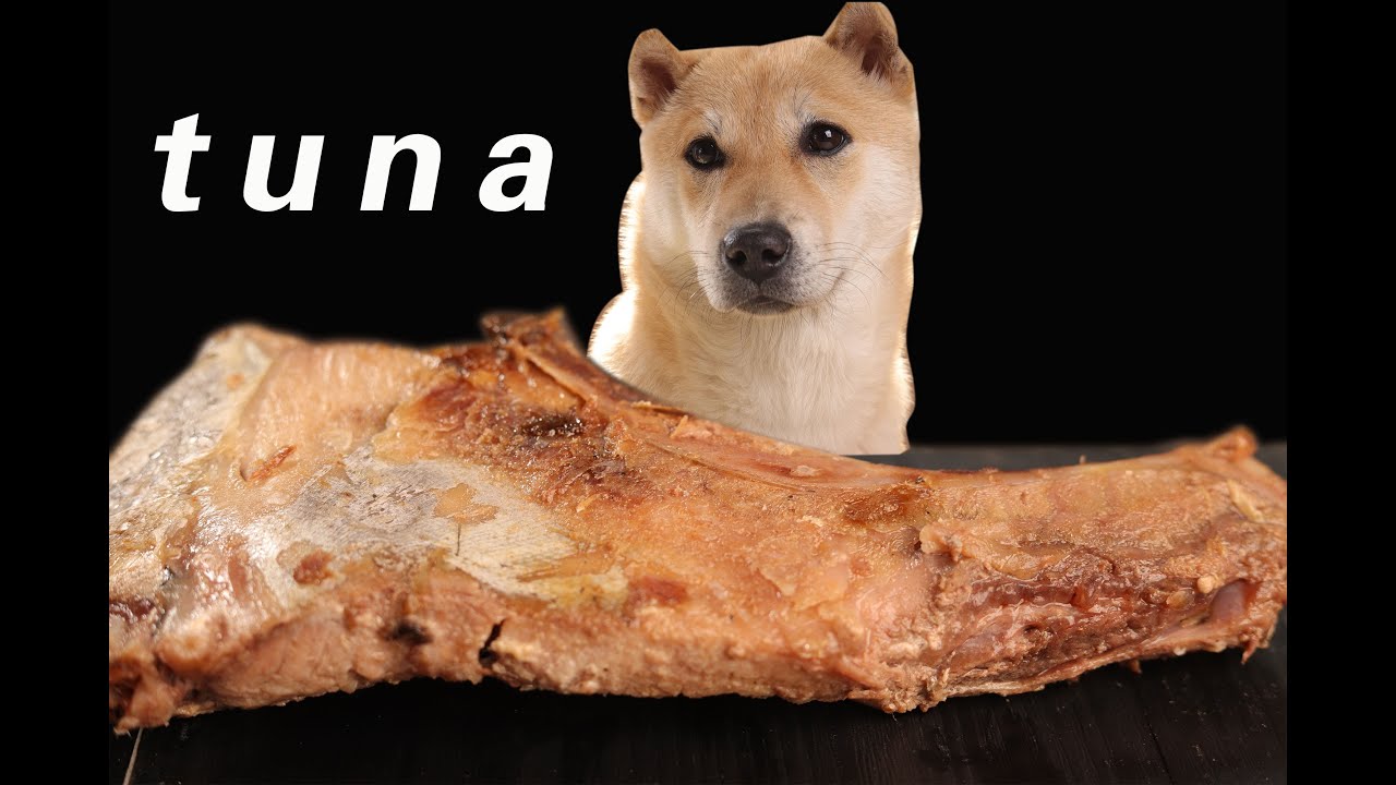 Dog mukbang eat tuna, can dog eat fish? YouTube
