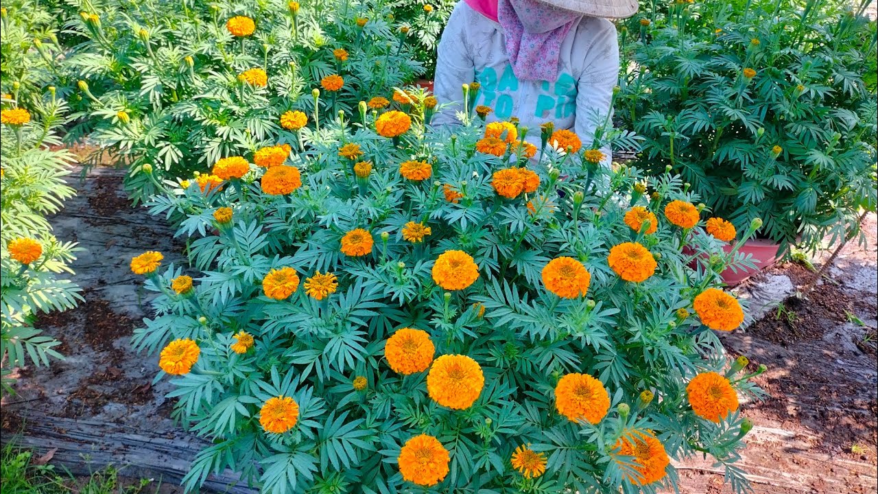 Nhà mình lãi chèo hoa vạn thọ sau lãi chèo nhớ xịt thuốc nhé ❤️❤️❤️, hoa Tết 2024