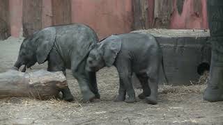 The elephants @ Safaripark Beekse Bergen. Filmed 25 January 2024.