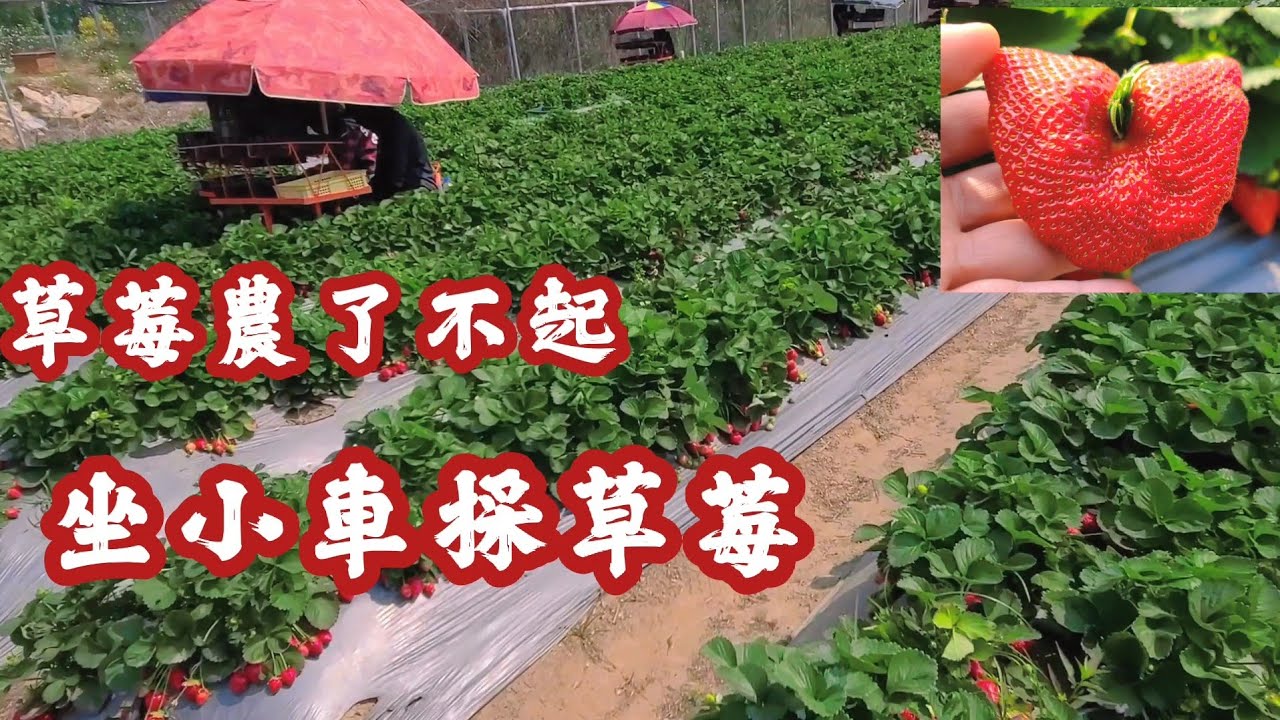 ［台灣草莓農了不起］純粹採草莓吃草莓❗️這裡分享給我的萬萬粉絲朋友看