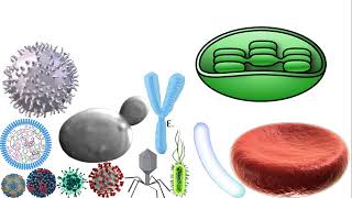 Microorganisms size comparison