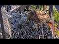 Red-tailed Hawk Nestling P3 Fills Its Crop During Afternoon Feeding With Big Red | May 27, 2026