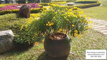 Cách trồng và trang trí bằng cây hoa cúc thân gỗ
