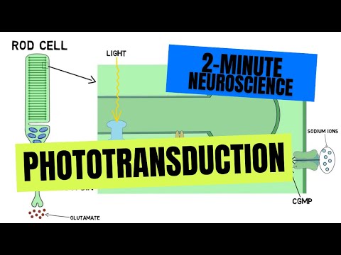 2-Minute Neuroscience: Phototransduction