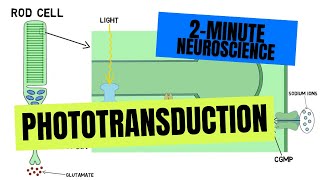 2Minute Neuroscience: Phototransduction
