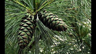The Life Cycle of Pine Nuts | Modern Agricultural Cultivation and Harvest of Pine Cones
