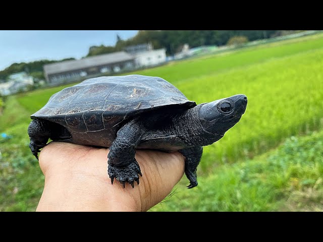A melanistic turtle caught! Its entire body is completely