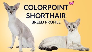 Colorprint shorthair Cat Breed Profile History - Price - Traits - Grooming Needs - Lifespan