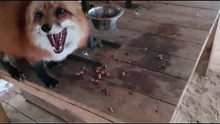 Alice the fox. Choosing between nuts and seeds.