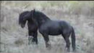 The Forest Boyz - Stallion play