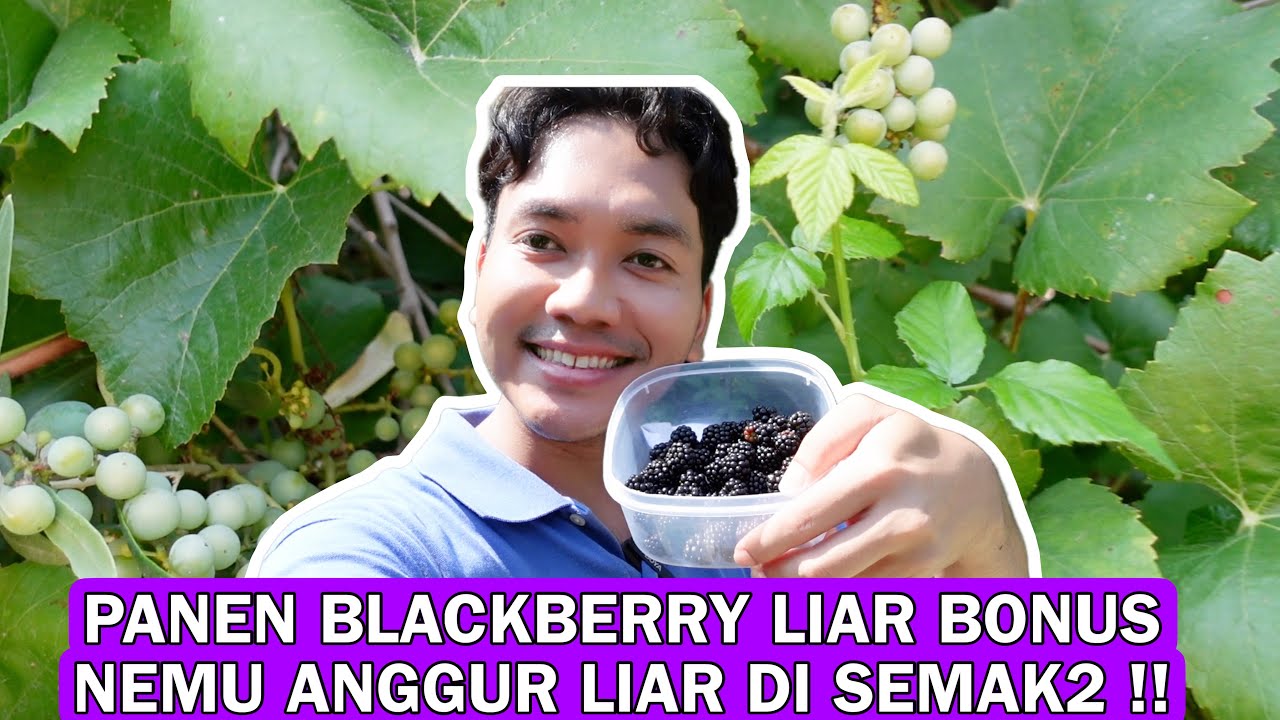 PANEN BUAH BLACKBERRY LIAR BONUS ANGGUR LIAR DI SEMAK2 !! BUANYAKK GEMES !! PERDANA KEMBALI NGEVLOG!